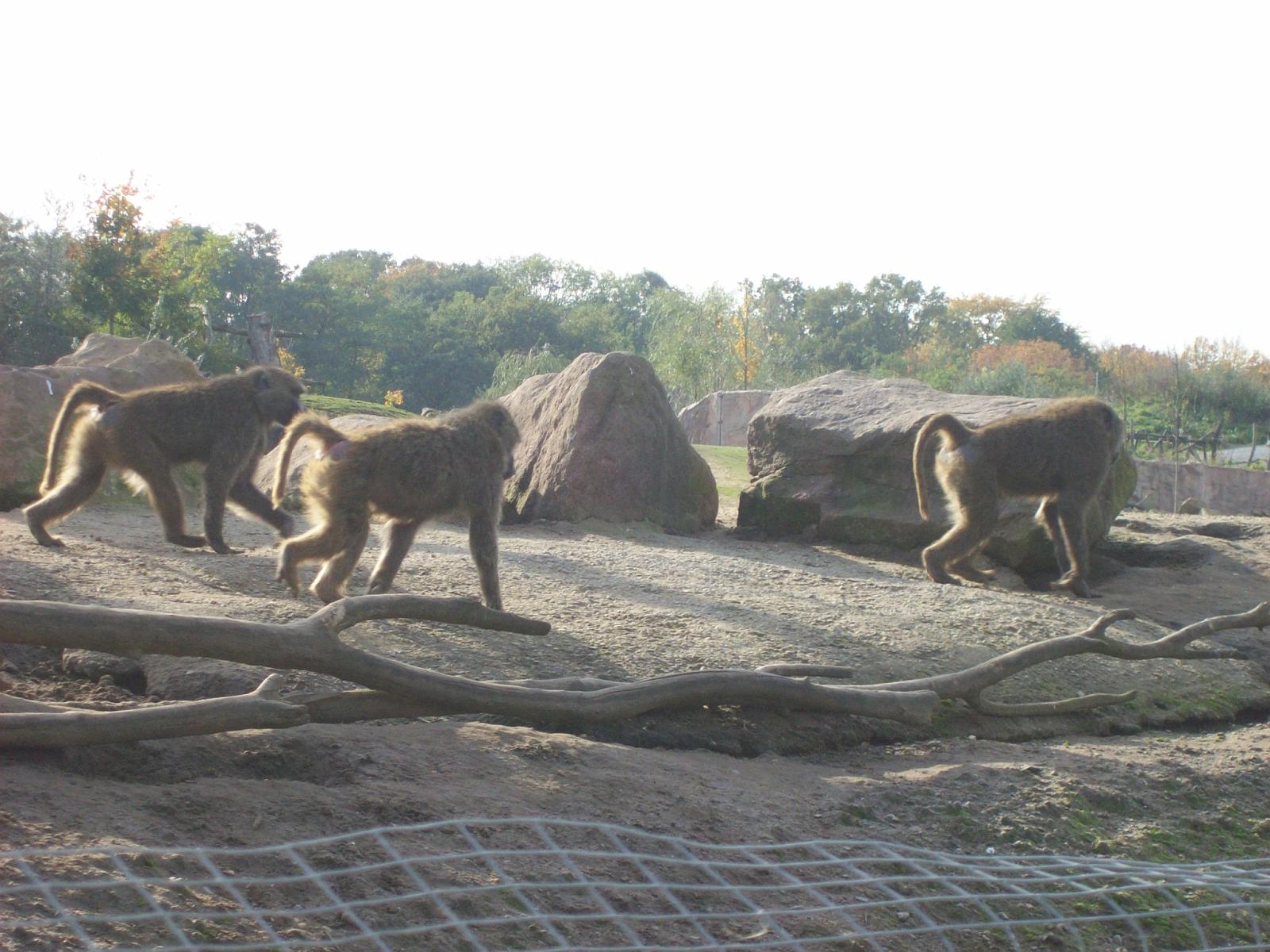 Zoom 18.10.2008-130.jpg
